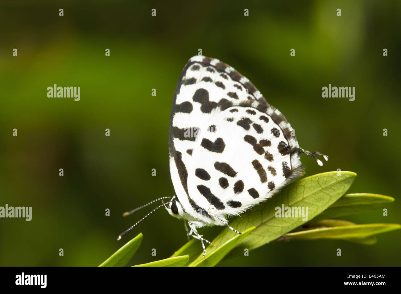 Fourmi tisserande, , Commun, Neyyar Wildlife Sanctuary, le Kerala Banque D'Images