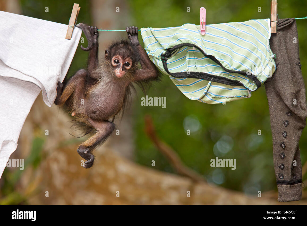 Singe Bebe Drole Banque D Image Et Photos Alamy