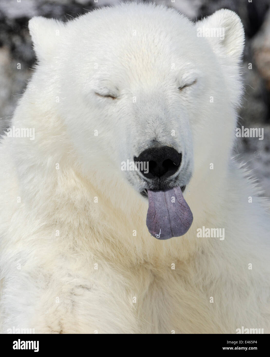 L Ours Polaire Ursus Maritimus Tete Portrait Avec Langue Bleue Qui Sort Svalbard Norvege Photo Stock Alamy