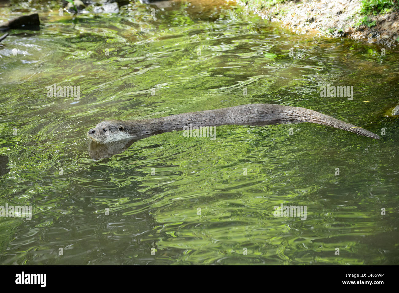 Loutre d'Europe (Lutra lutra) Banque D'Images