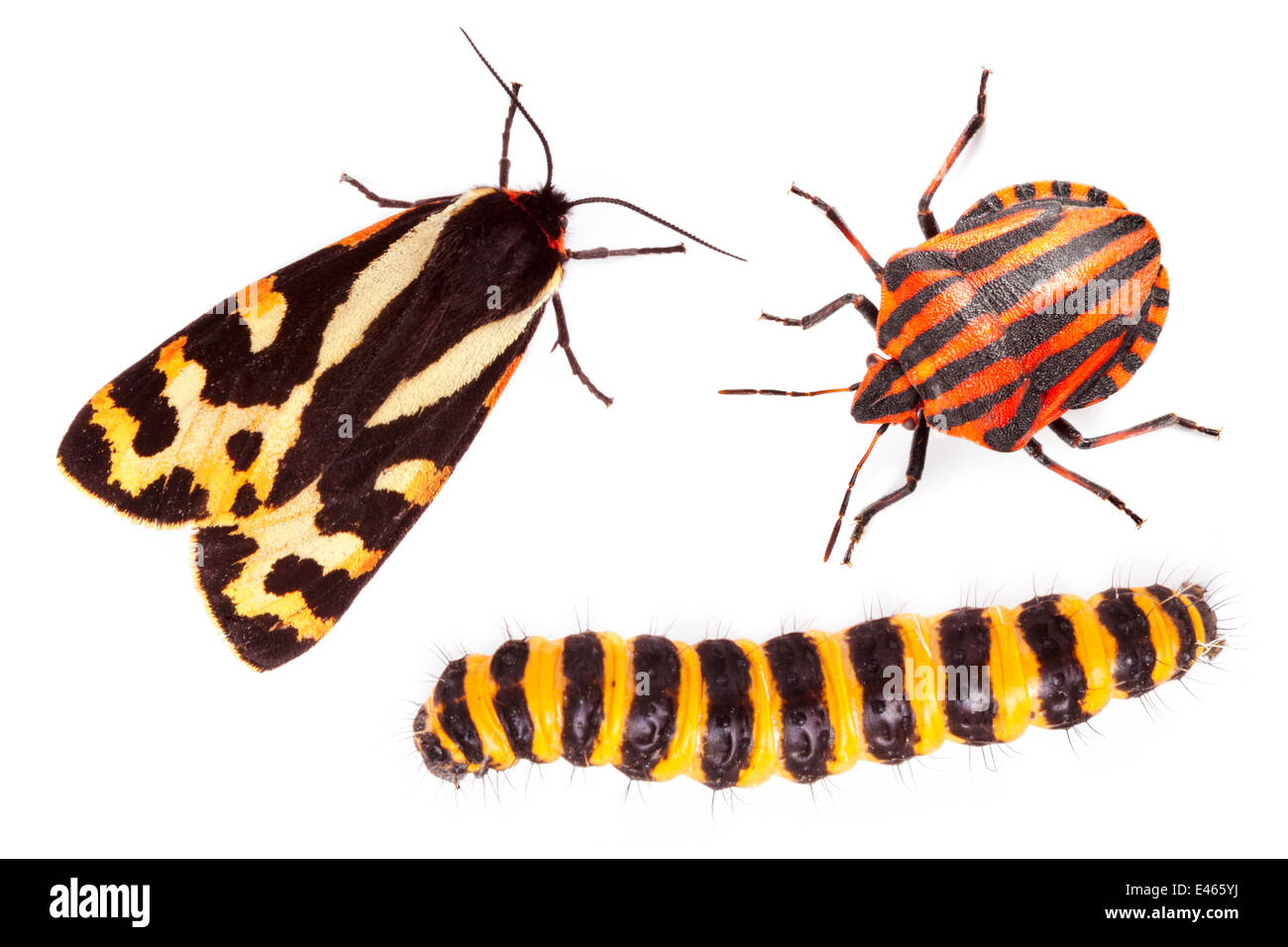 Aposématisme décrit l'utilisation de coloration lumineuse et motifs audacieux pour annoncer qu'un organisme est désagréable ou dangereuse. Les trois insectes sont mauvais goût ou toxiques si mangé : Tiger Moth (Parasemia plantaginis), Italien / Striped-Bug Minstre Banque D'Images