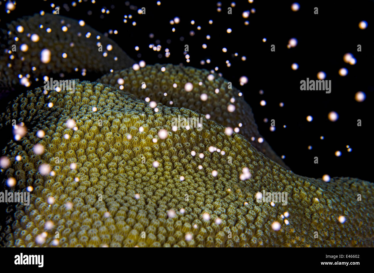 Boulder star coral (Montastraea annularis) le frai de nuit avec des faisceaux de parution d'ovules et de sperme s'envoler dans la colonne d'eau, East End, Grand Cayman, Cayman Islands, British West Indies, mer des Caraïbes. Banque D'Images