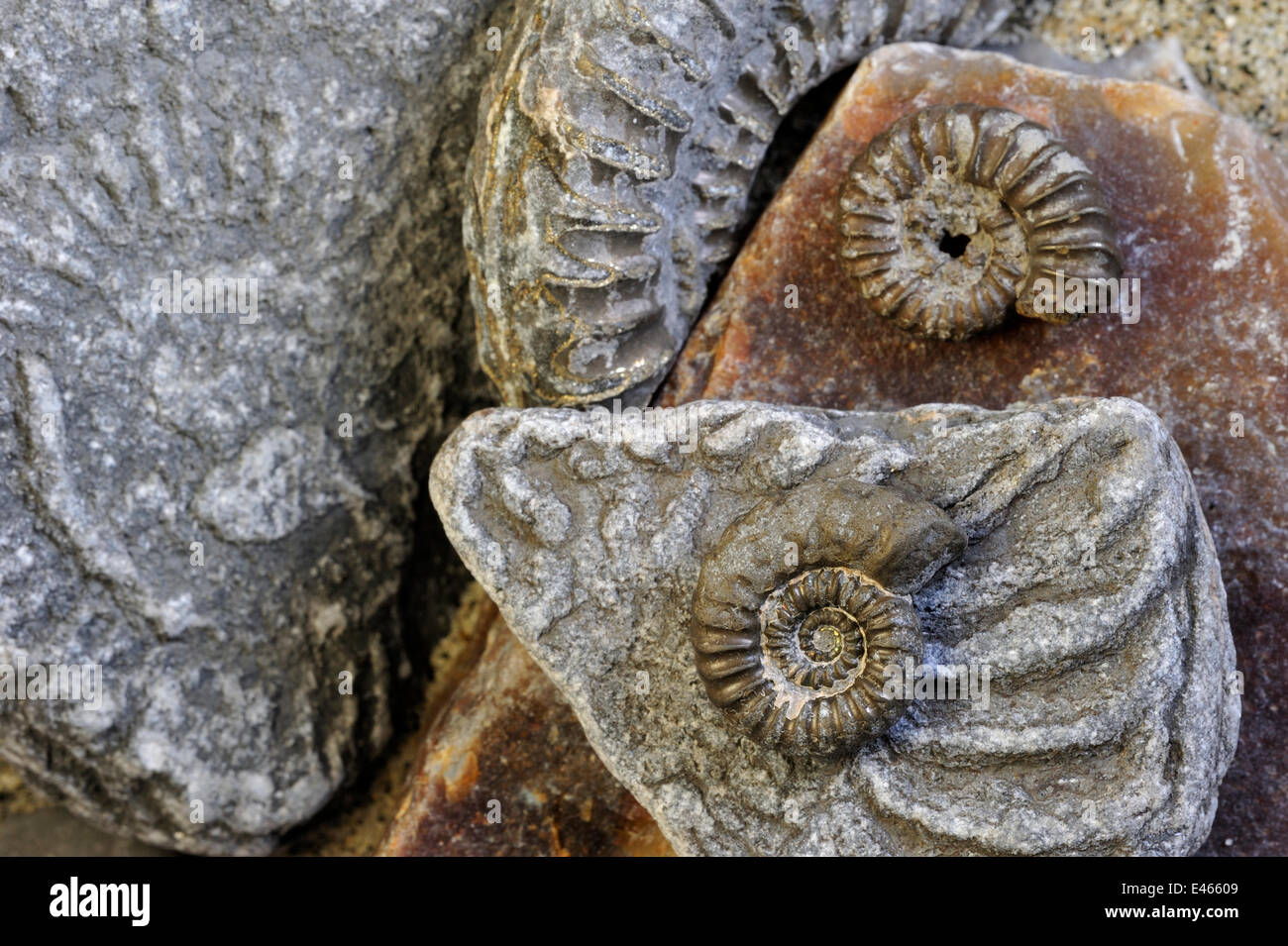 Promicroceras planicosta (fossiles d'ammonites) sur plage de galets près de Lyme Regis le long de la Côte Jurassique, Dorset, dans le sud de l'Angleterre, Royaume-Uni, novembre 2012 Banque D'Images