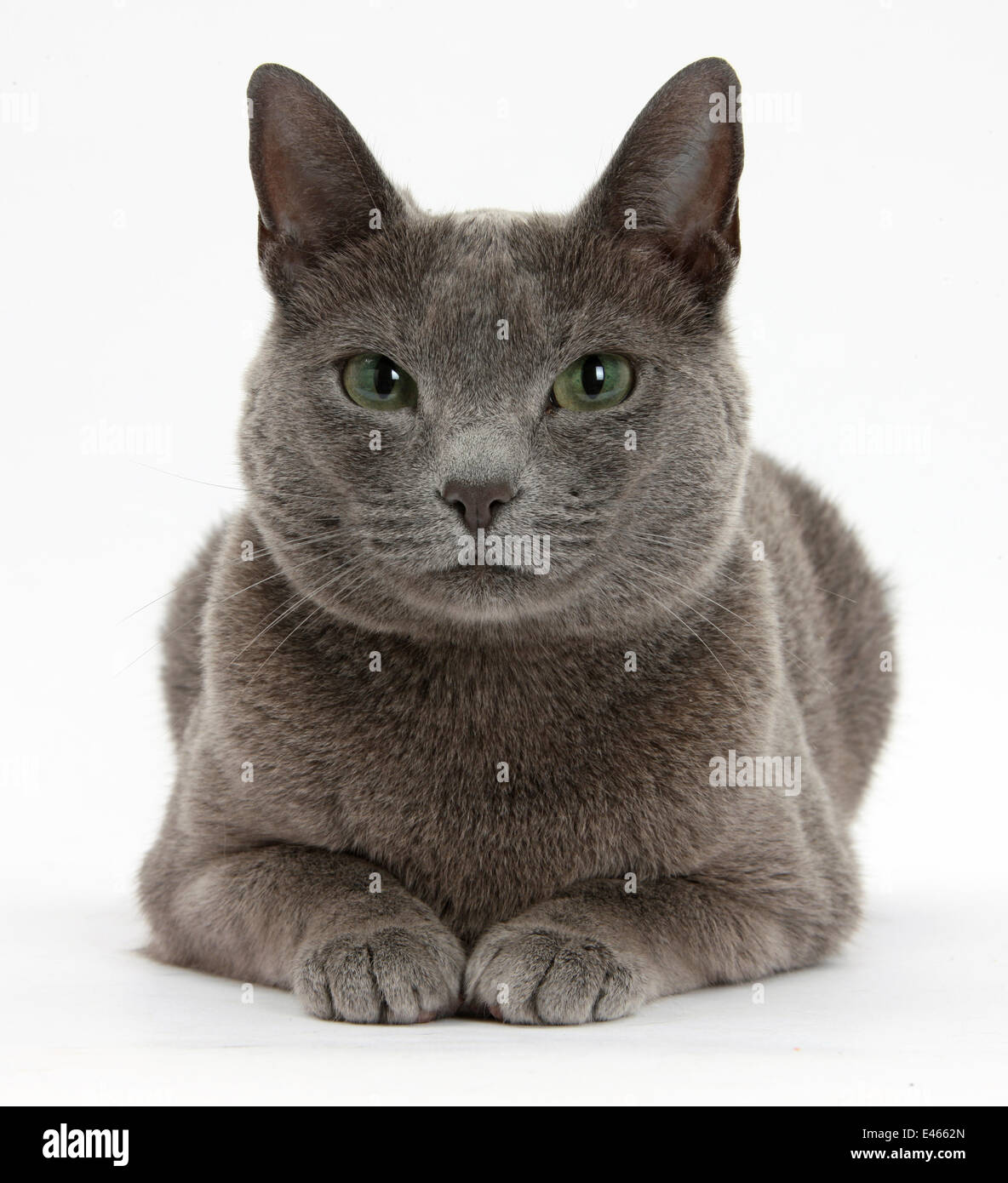 Bleu Russe chat femelle avec les yeux verts. Banque D'Images