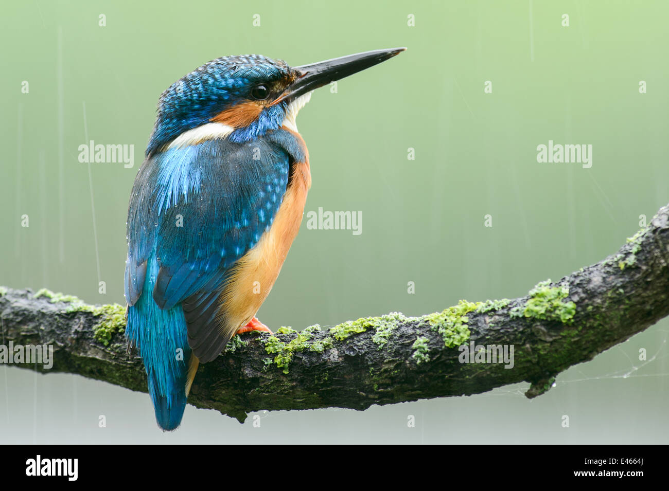 Kingfisher eurasien dans la pluie Banque D'Images