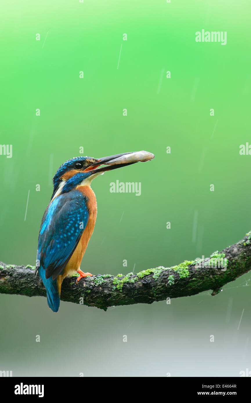 Kingfisher eurasien dans la pluie avec un poisson dans son bec Banque D'Images