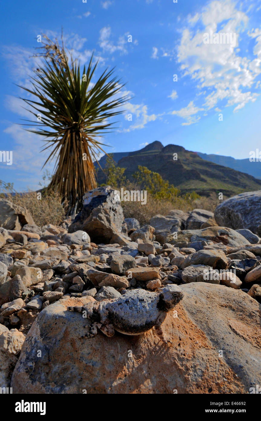 À queue ronde (Phrynosoma modestum) sur les roches, près de Alamogordo, Nouveau Mexique, USA, Avril Banque D'Images