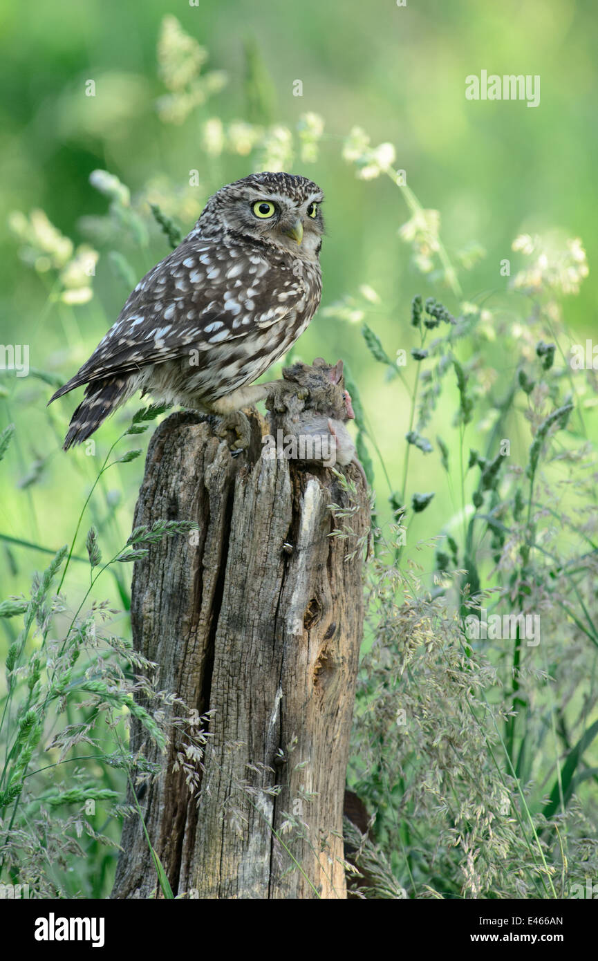 Petit hibou sur un poteau avec sa proie, une souris Banque D'Images