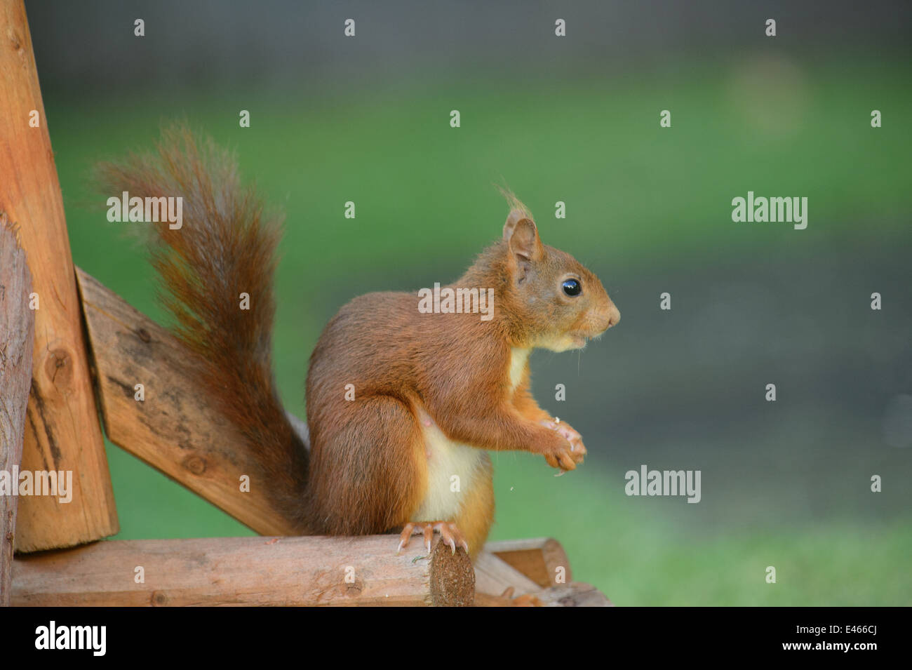 L'Écureuil roux dans un jardin au pied d'une table d'alimentation des oiseaux Banque D'Images