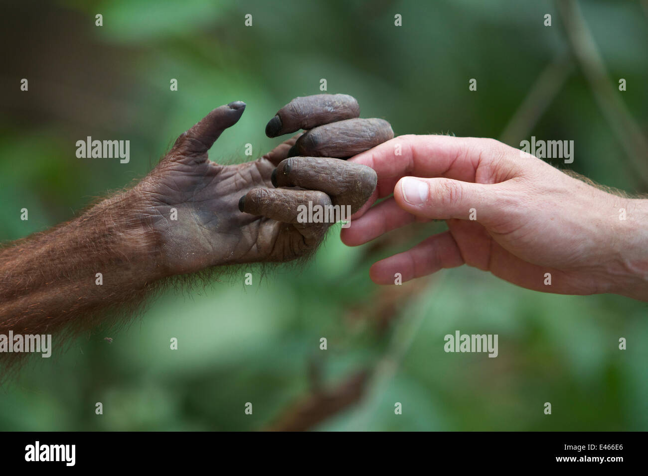 Primate human hand Banque de photographies et d'images à haute résolution -  Alamy