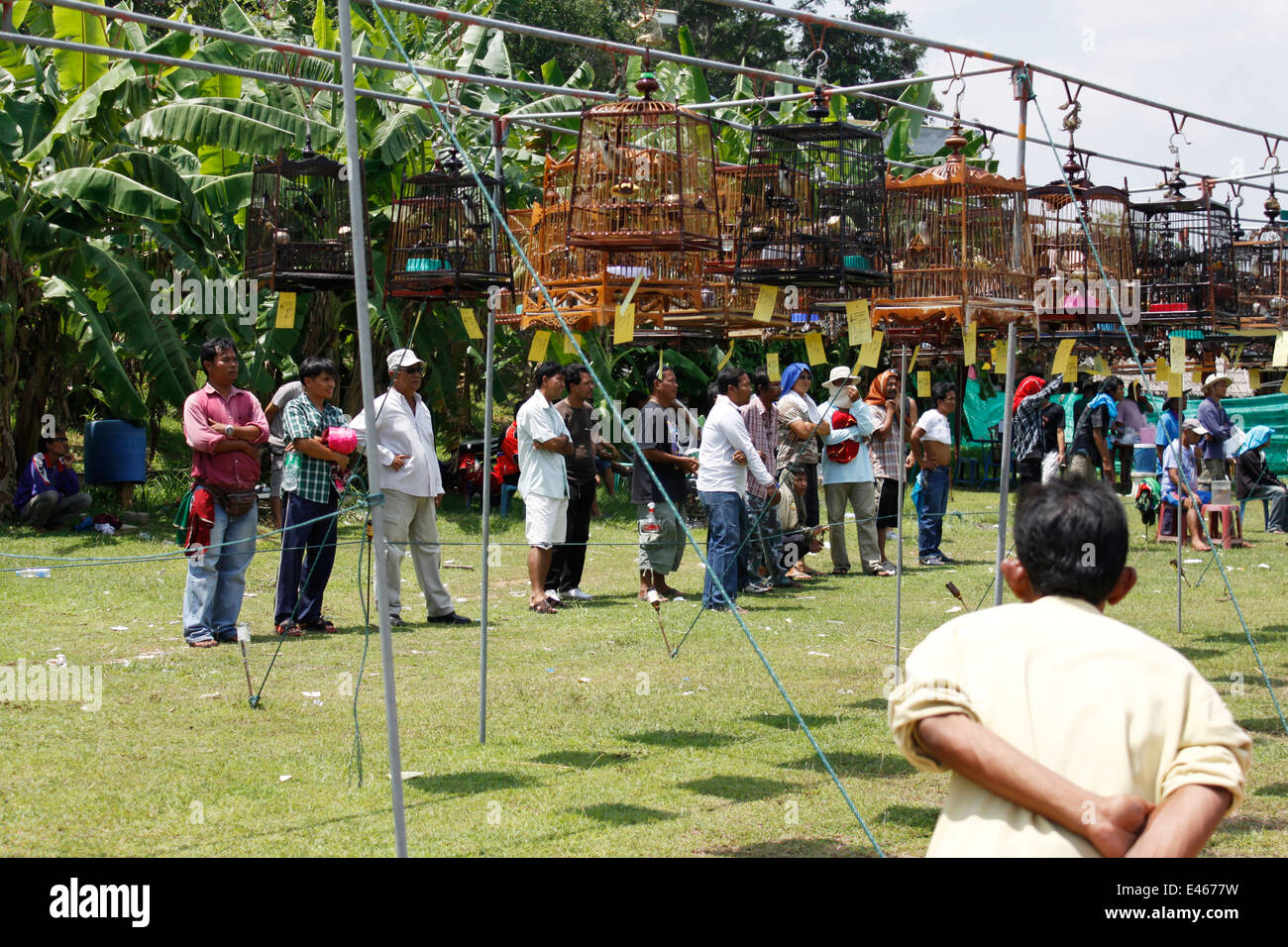 Des concours de chant d'oiseaux, Phuket, Thaïlande. Banque D'Images