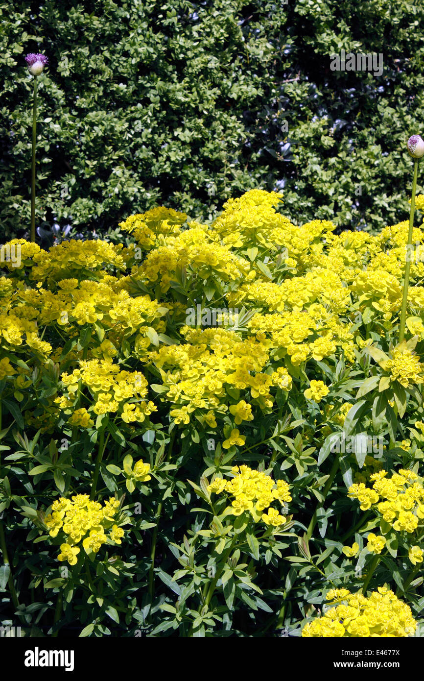 EUPHORBIA PALUSTRIS. Asclépiades. L'euphorbe ésule. Banque D'Images