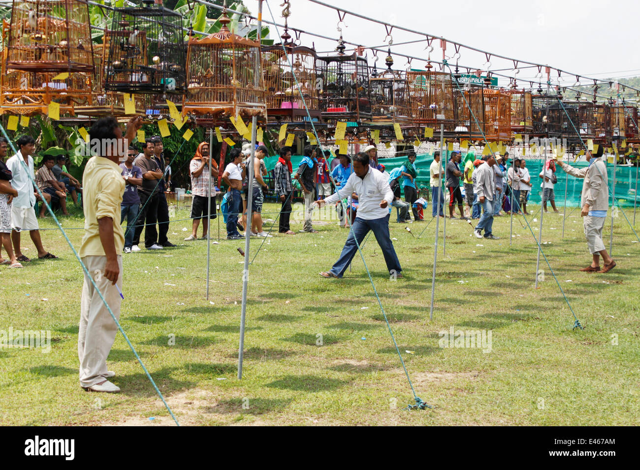 Des concours de chant d'oiseaux, Phuket, Thaïlande. Banque D'Images