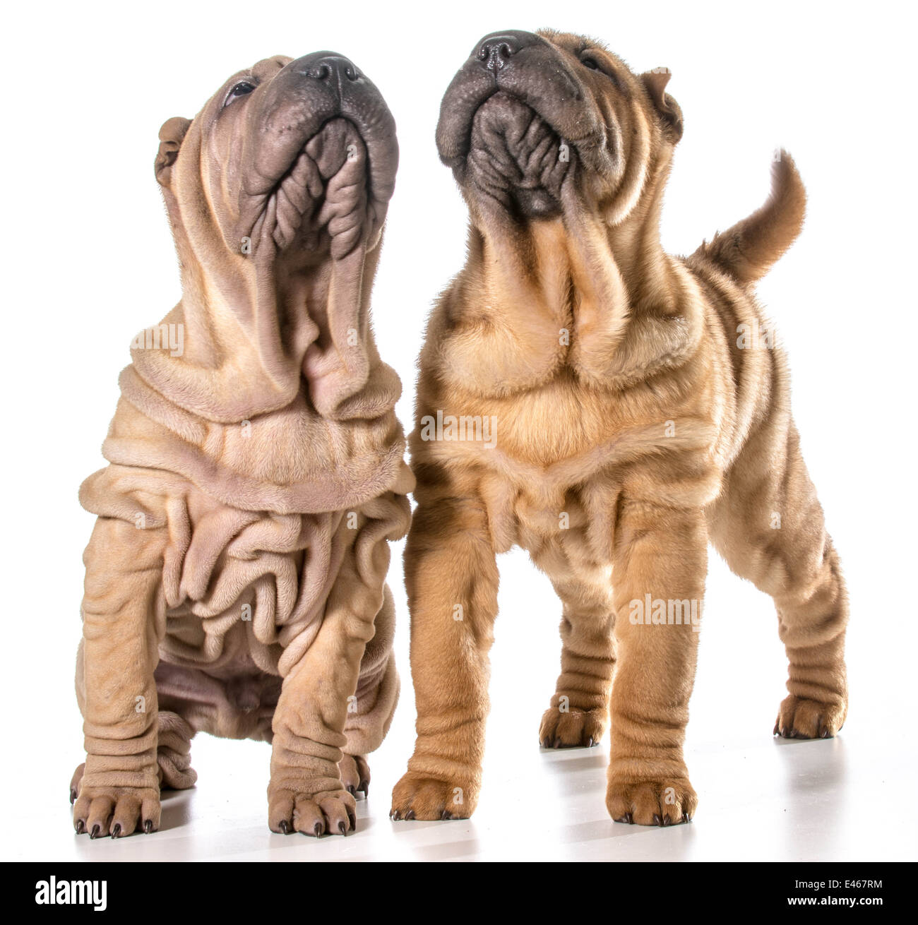 Deux chinois Shar-pei chiots isolé sur fond blanc - 4 mois Banque D'Images