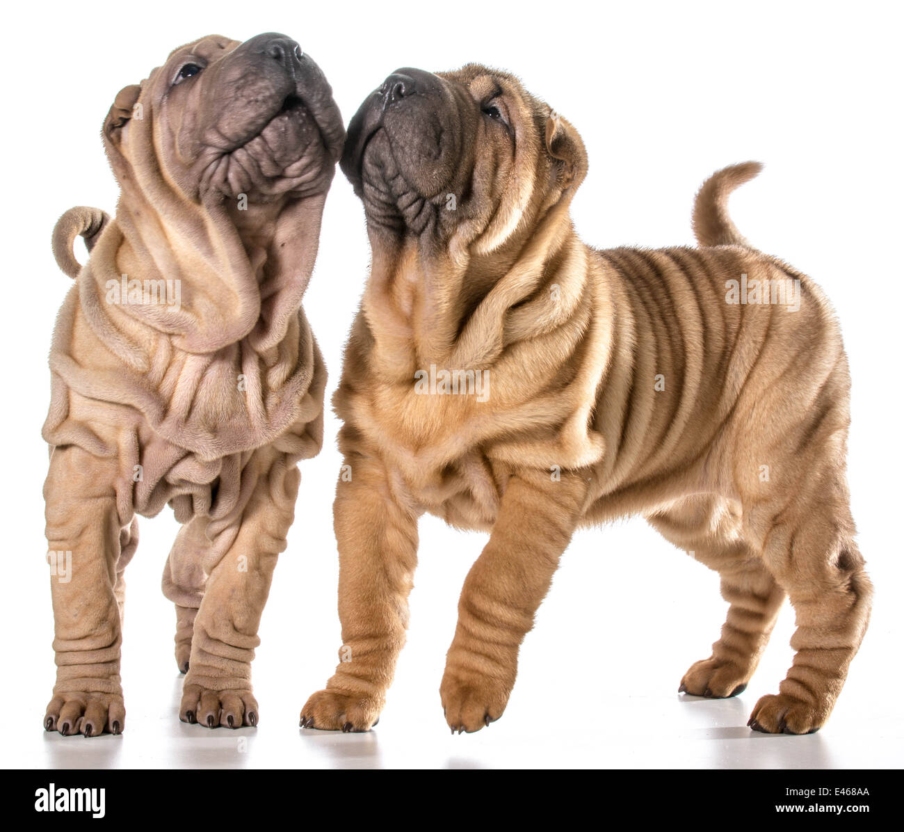 Deux chinois Shar Pei chiots isolé sur fond blanc - 4 mois Banque D'Images