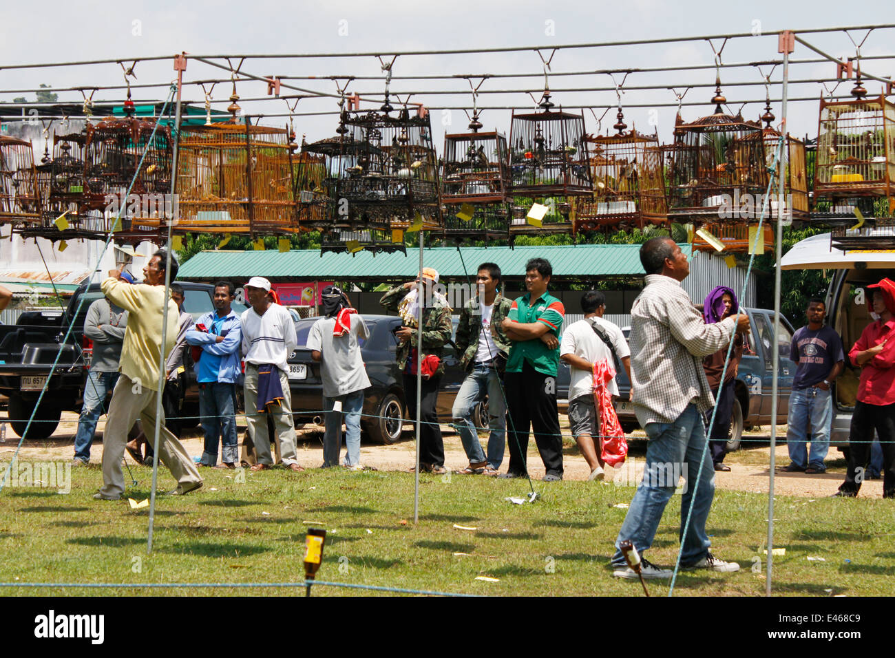 Des concours de chant d'oiseaux, Phuket, Thaïlande. Banque D'Images