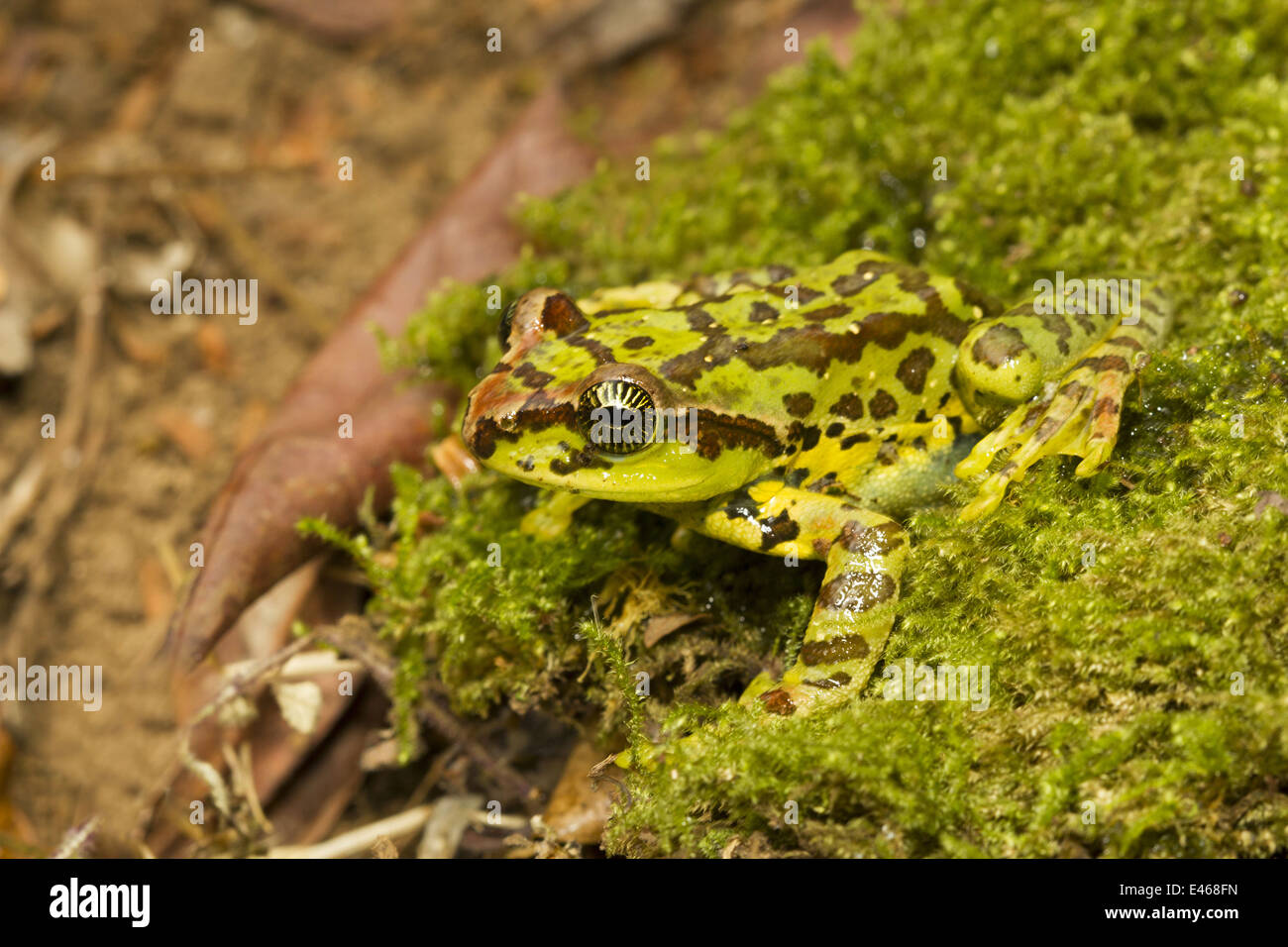 Deltaplane Variable Grenouille, Ghatixalus variabilis, Commune Eravikulam National Park, Kerala Banque D'Images