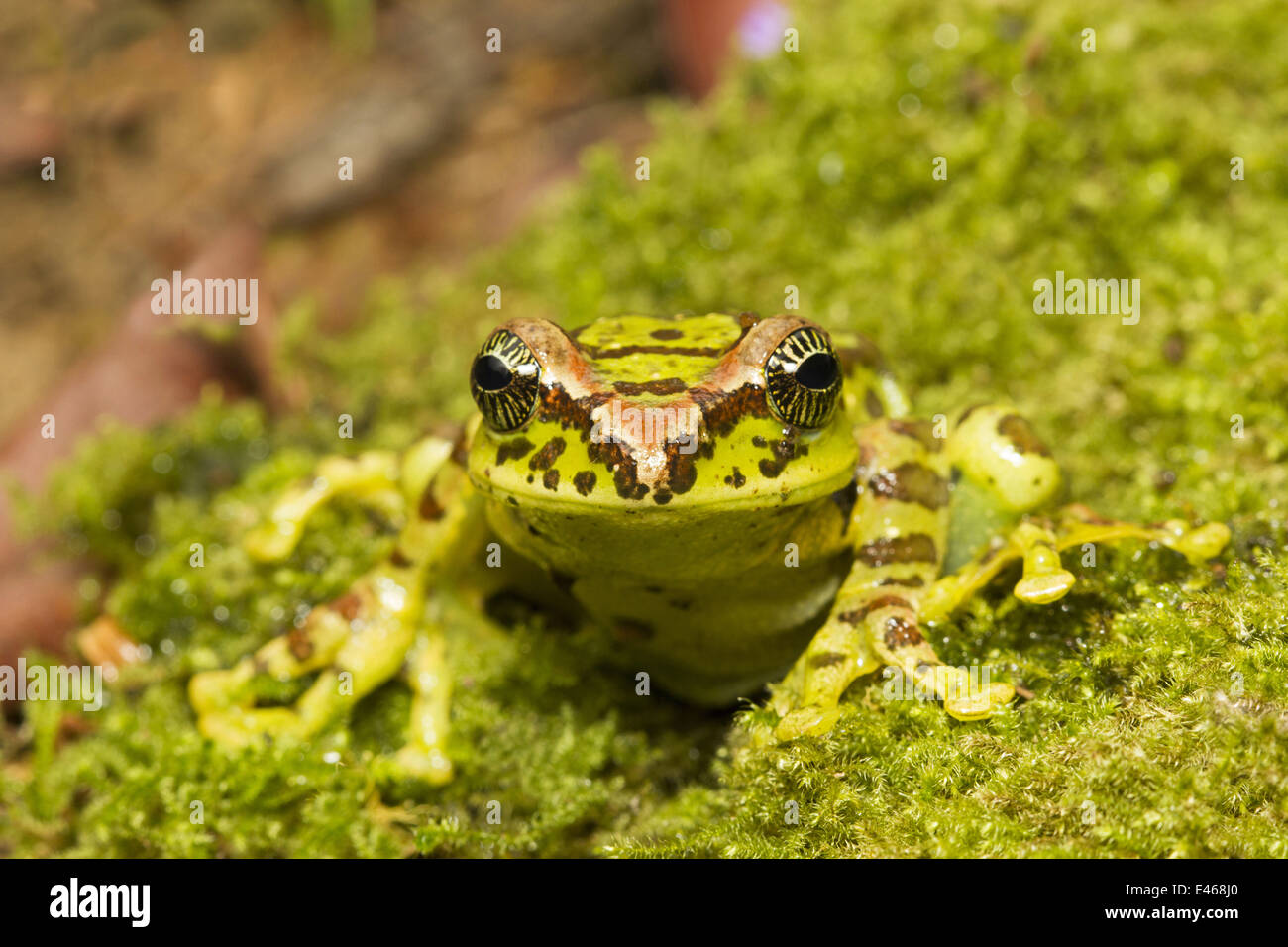 Ghatixalus Variable Deltaplane Grenouille, variablis, Commun, Eravikulam National Park, Kerala Banque D'Images