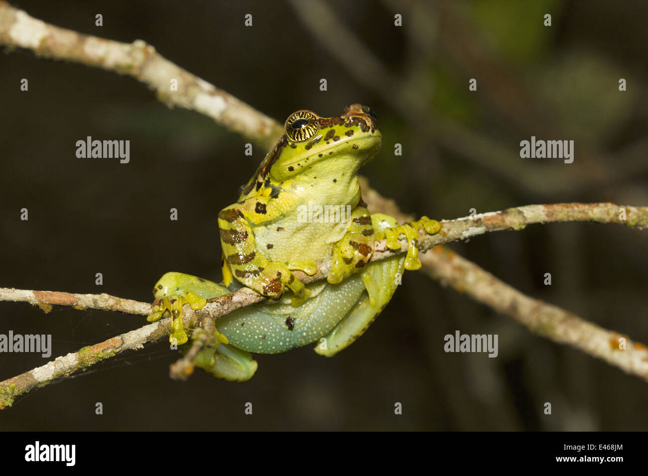 Ghatixalus Variable Deltaplane Grenouille, variablis, Commun, Eravikulam National Park, Kerala Banque D'Images