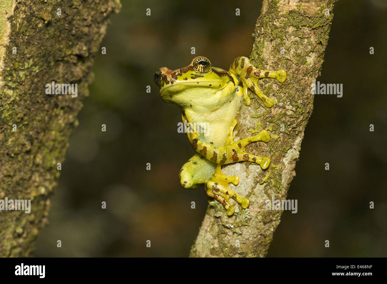 Ghatixalus Variable Deltaplane Grenouille, variablis, Commun, Eravikulam National Park, Kerala Banque D'Images