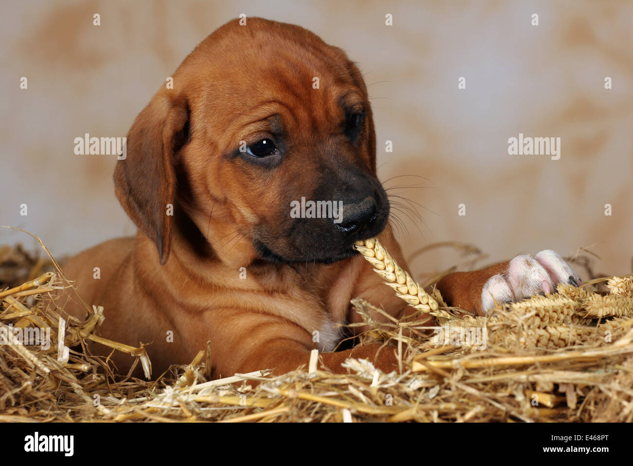 Ridgeback puppy dans la paille Banque D'Images