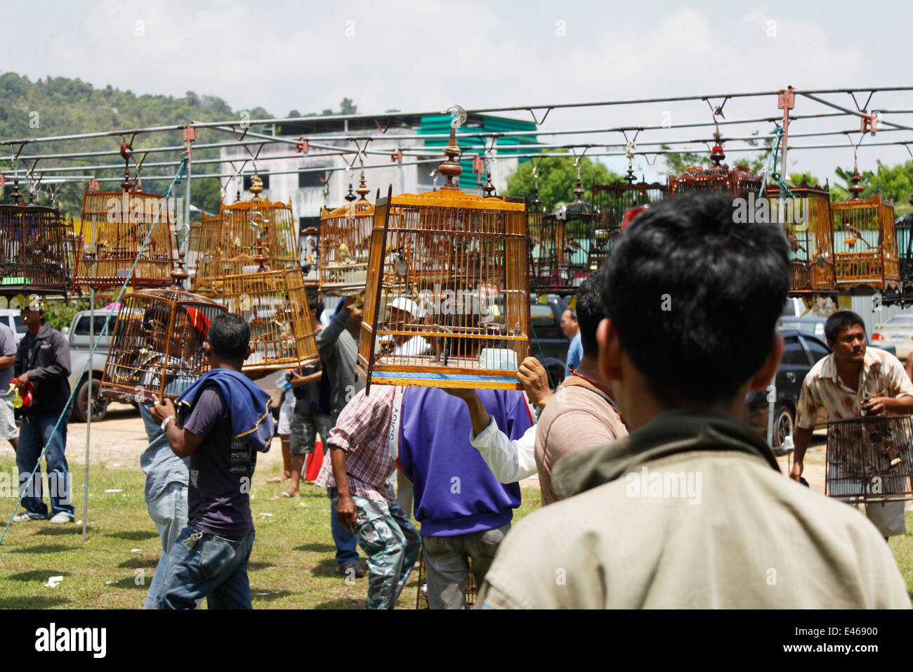 Des concours de chant d'oiseaux, Phuket, Thaïlande. Banque D'Images