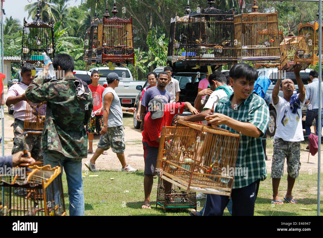 Des concours de chant d'oiseaux, Phuket, Thaïlande. Banque D'Images