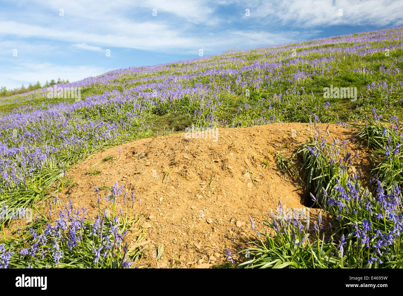 Un blaireau Sett parmi les jacinthes poussant sur une colline calcaire dans le Yorkshire Dales National Park, Royaume-Uni. Banque D'Images