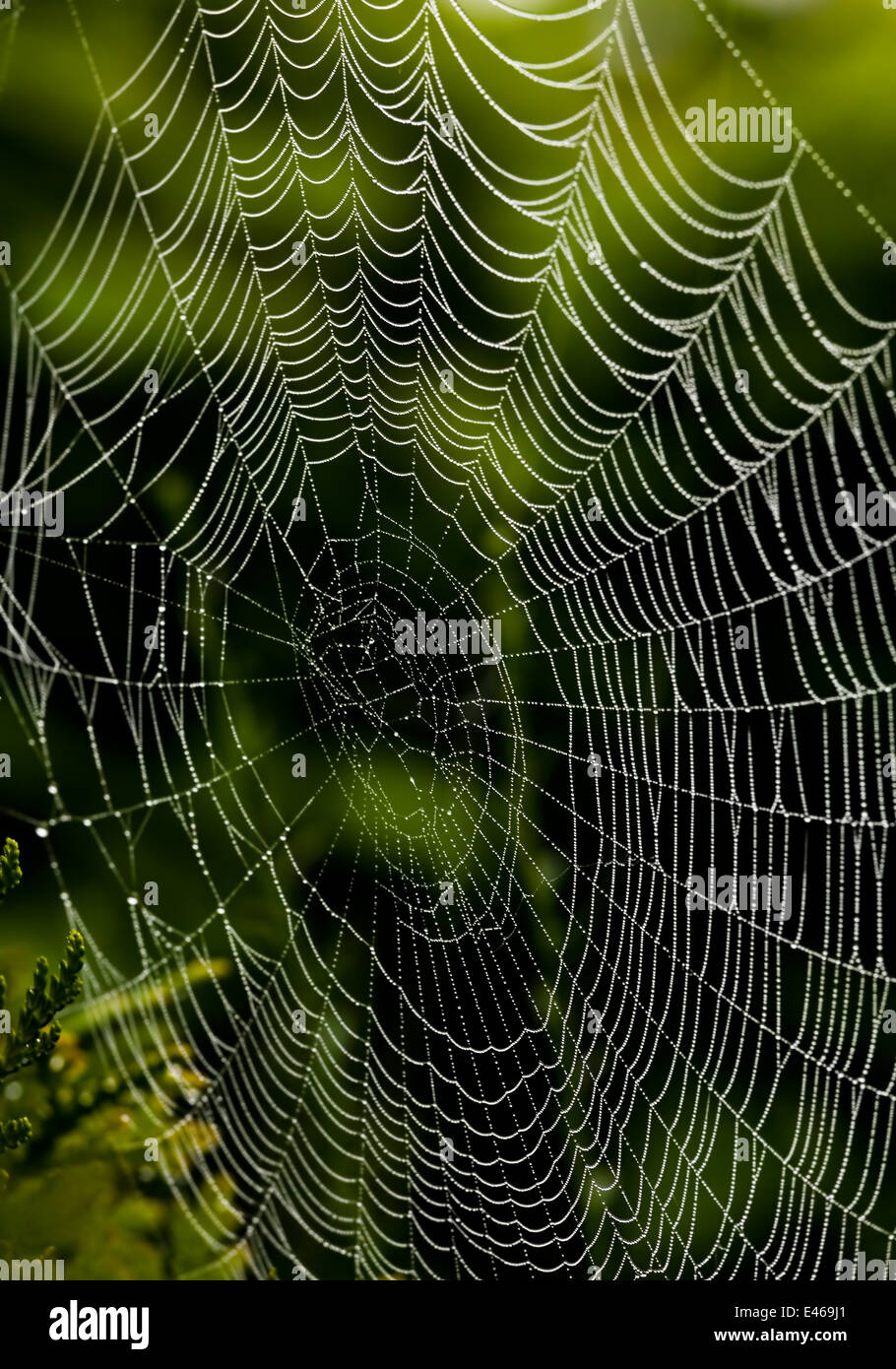 Une toile d'araignée dans la rosée du matin. Icône de photo pour le réseau et la mise en réseau. Banque D'Images