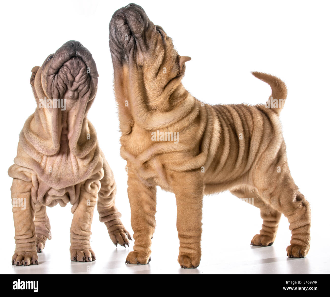 Deux chinois Shar Pei chiots isolé sur fond blanc - 4 mois Banque D'Images