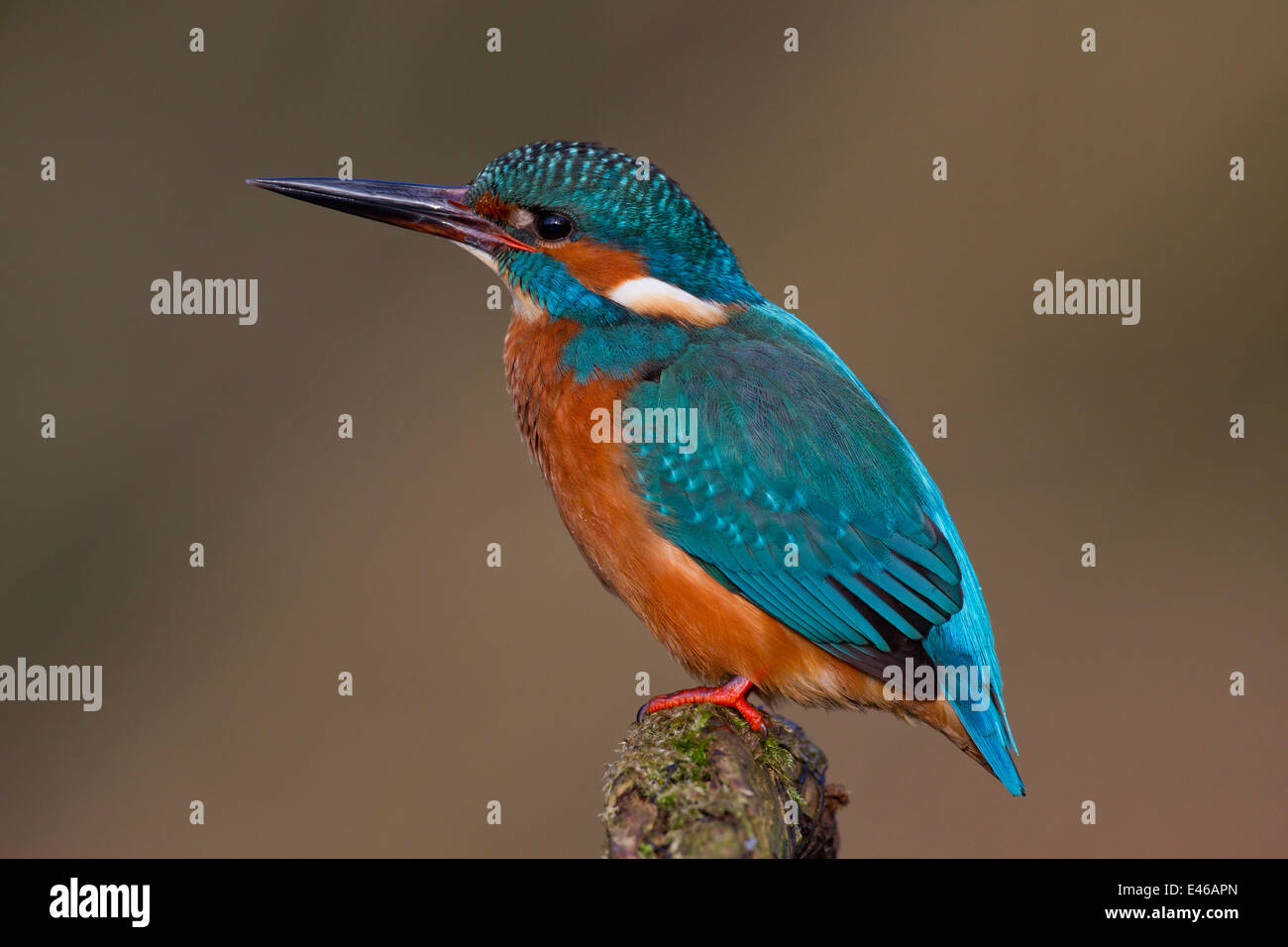 Kingfisher Kingfisher eurasienne / commune (Alcedo atthis) perché sur direction générale et à la recherche de poisson dans river Banque D'Images