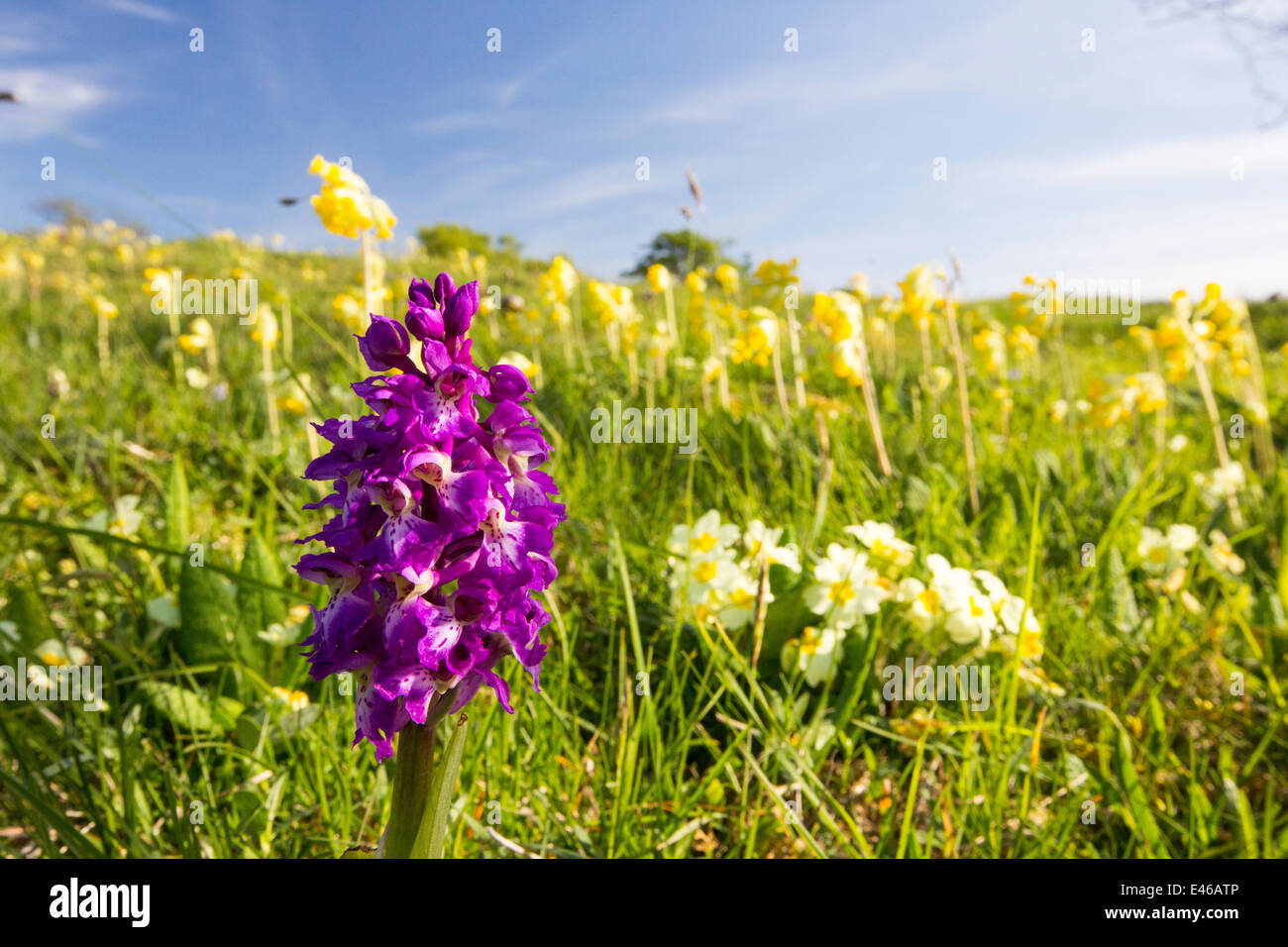 Un Early Purple Orchid (Orchis mascula) de l'ampleur chez les primevères et sur une cicatrice Cowslips calcaire dans les vallées du Yorkshire, UK. Banque D'Images