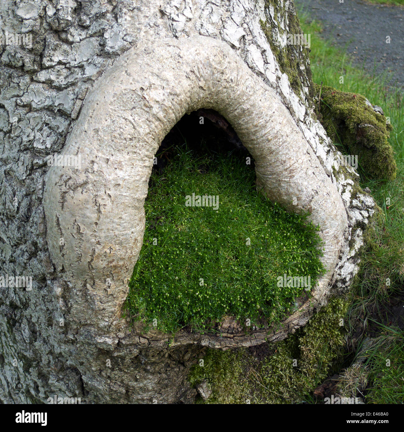 La croissance de la mousse dans le trou du tronc de l'arbre frêne trou, Cumbria, Royaume-Uni Banque D'Images