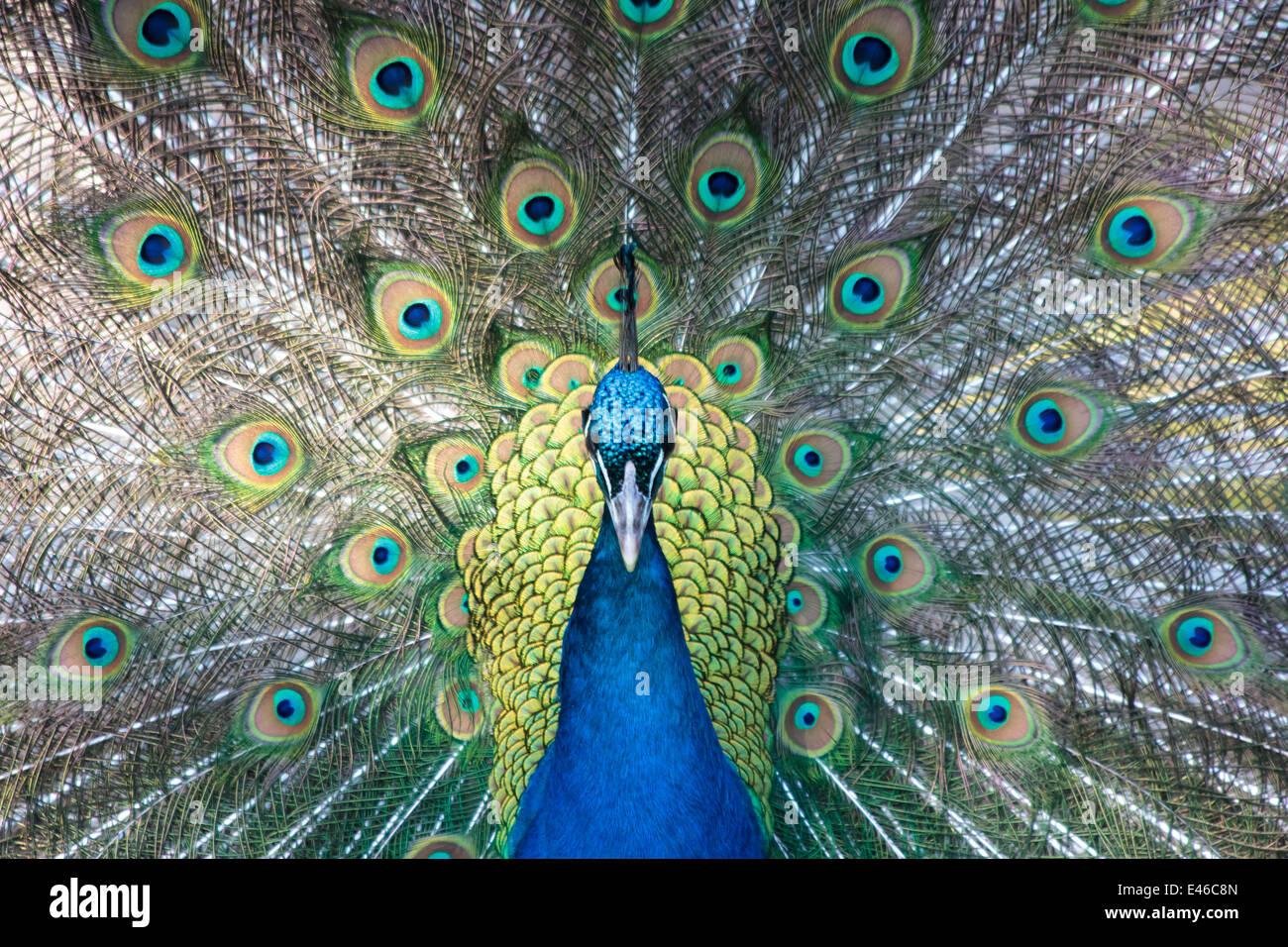Peacock (Pavo cristatus) de l'ampleur Banque D'Images