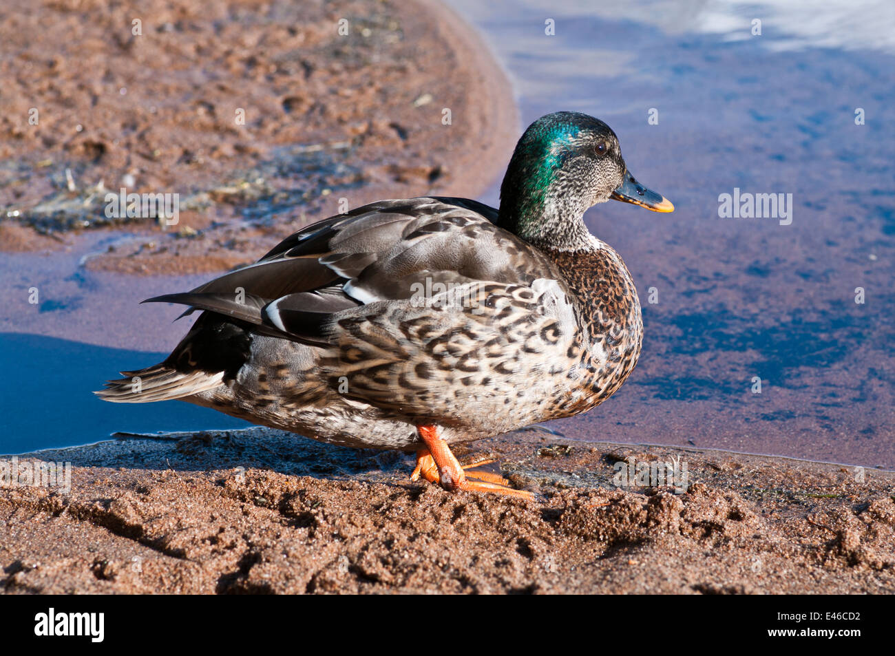 Jeune canard collard mâle debout en soirée au soleil sur la plage de sable au bord de l'eau sur Loch Morlich, Cairngorms National Park, Ecosse UK Banque D'Images