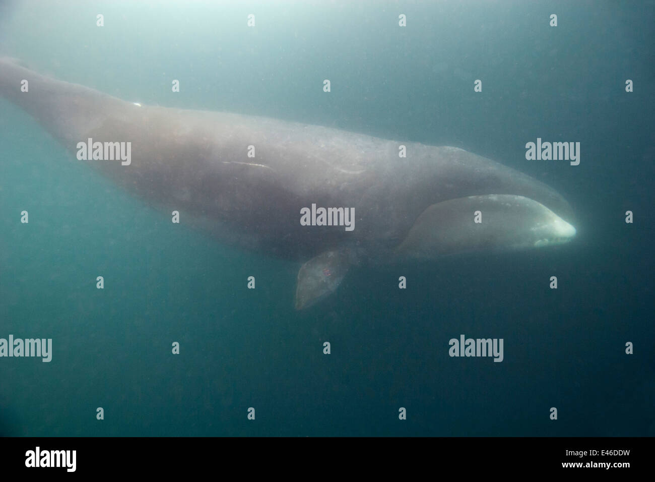 Baleine boréale (Balaena mysticetus) plongeant de la surface pour se nourrir de crustacés ressemblant à des crevettes et de petits poissons sous la glace marine Banque D'Images