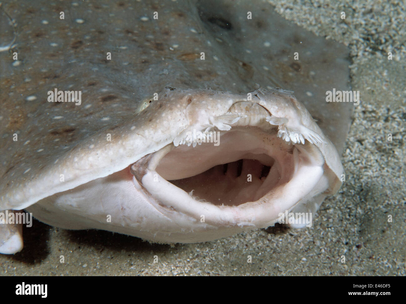 Ange de l'Est (Requin Squatina albipunctata) dans l'alimentation et menace la posture. Première photographies sous-marines de cette espèce. Banque D'Images