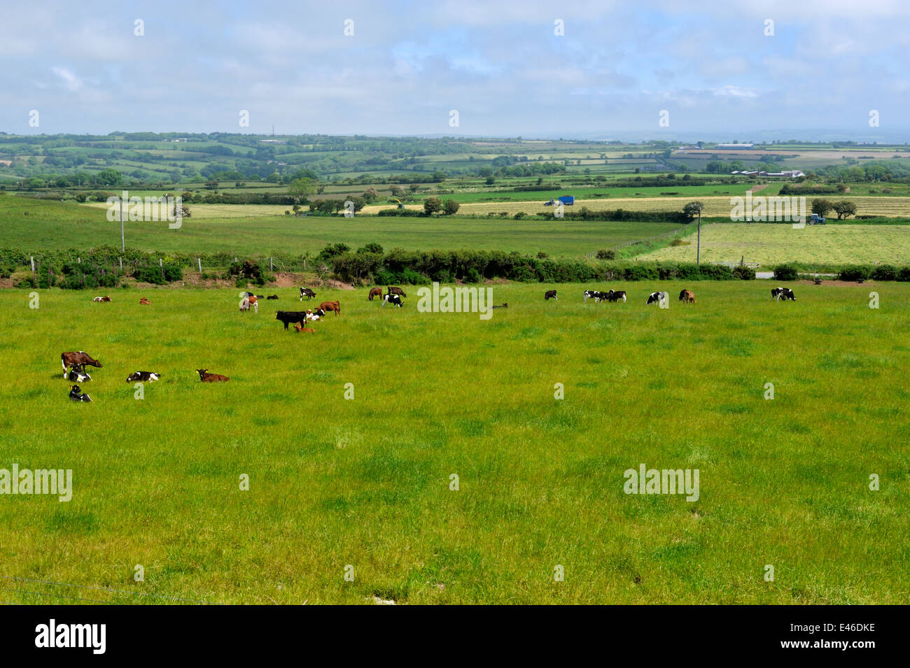 Terrain agricole avec le pâturage du bétail laitier et vue de mosaïque de champs au-delà, Penfeldr. Pembrokeshire, Pays de Galles, Royaume-Uni Banque D'Images