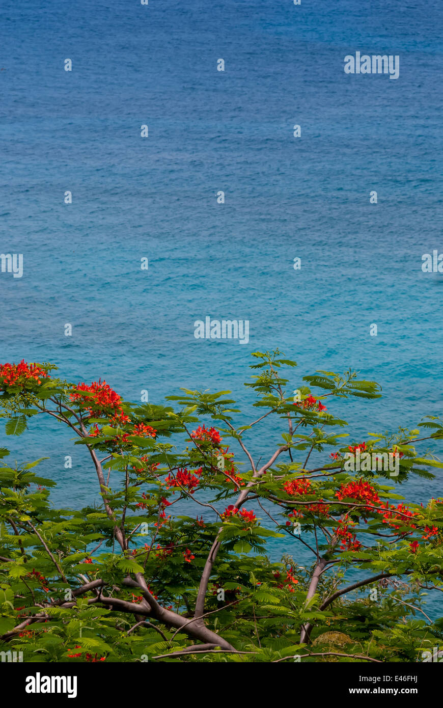 Fleurs orange d'un arbre flamboyant contraste sur les eaux bleues des Caraïbes Banque D'Images
