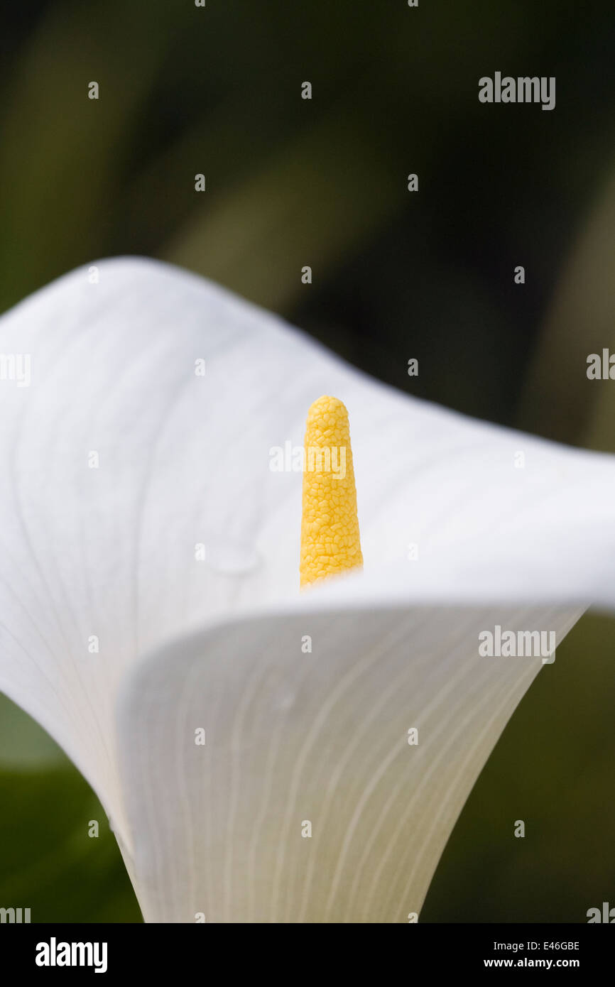 Zantedeschia aethiopica. Fleur d'arum. Banque D'Images