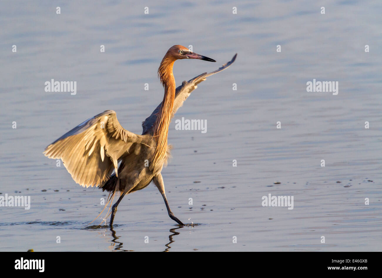 Aigrette garzette (Egretta rufescens rougeâtre) marcher dans l'eau peu profonde en début de matinée, Bolivar Peninsula, Texas, USA. Banque D'Images