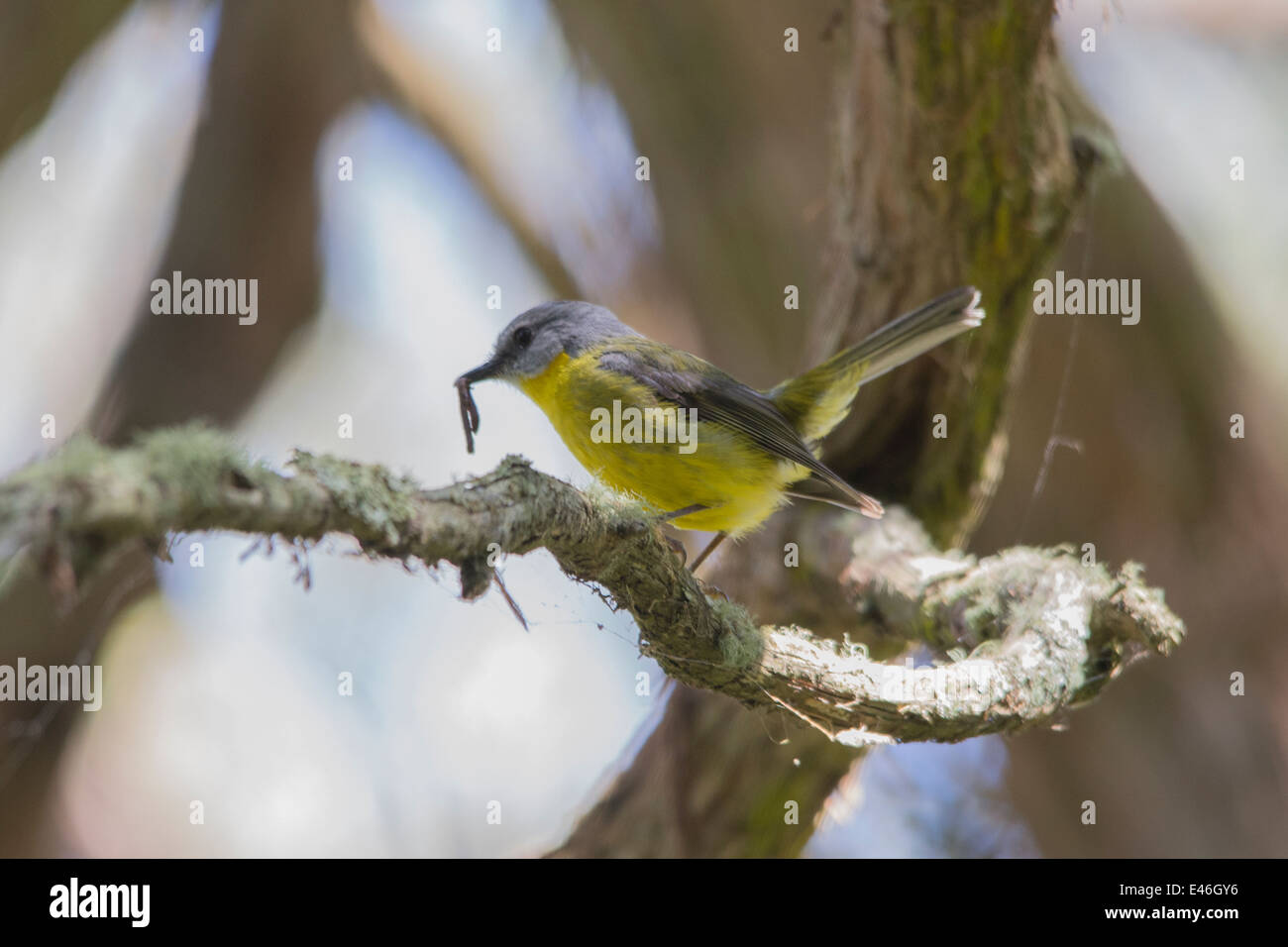 Robin à poitrine jaune avec un ver dans le bec en direction de l'arbre. Closeup portrait Banque D'Images Robin à poitrine jaune avec un ver dans le bec en direction de l'arbre. Closeup portrait Banque D'Images