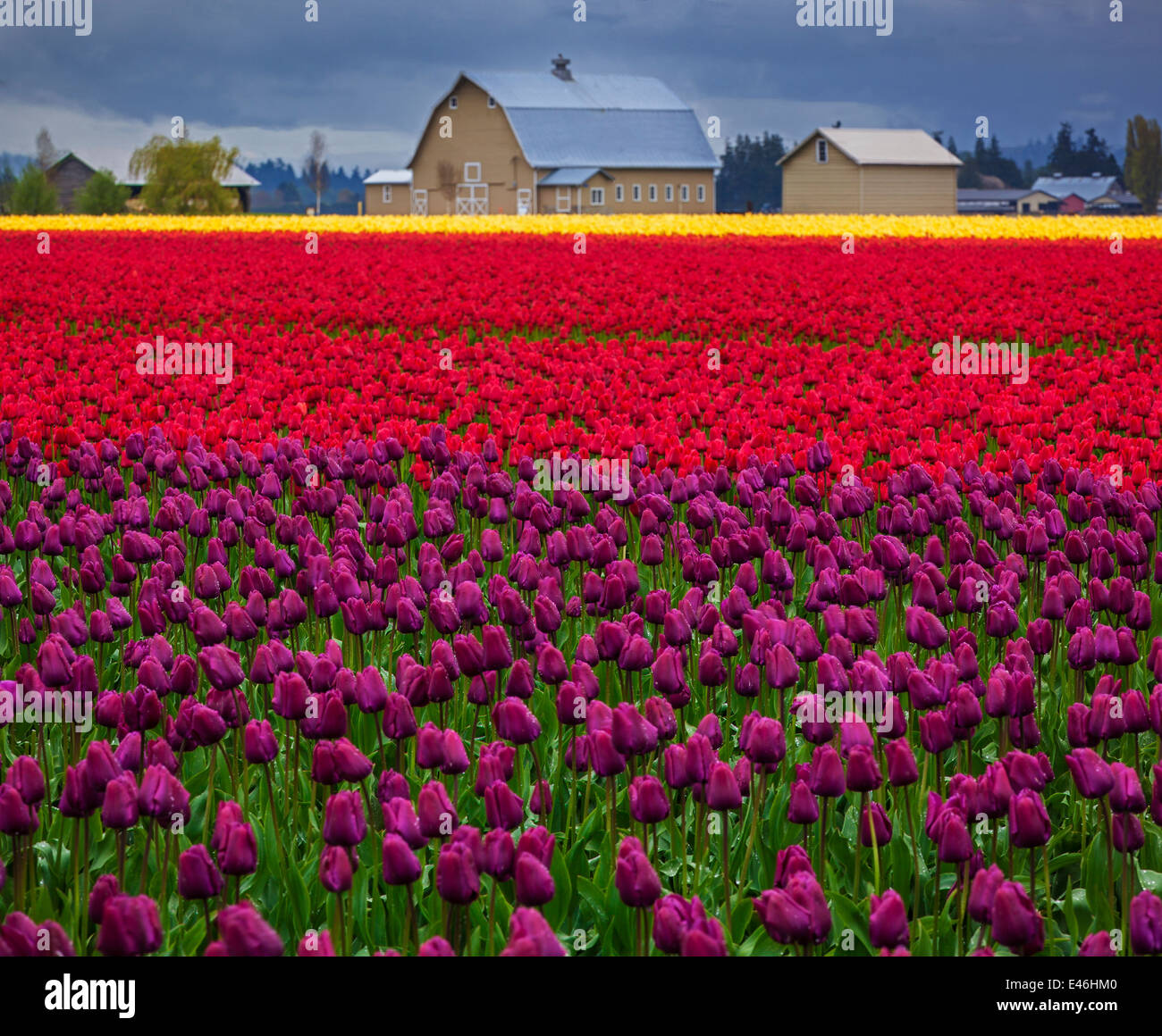 Le Comté de Skagit, WA : rangées de fleurs tulipes violet et rouge avec grange dans la distance. Banque D'Images