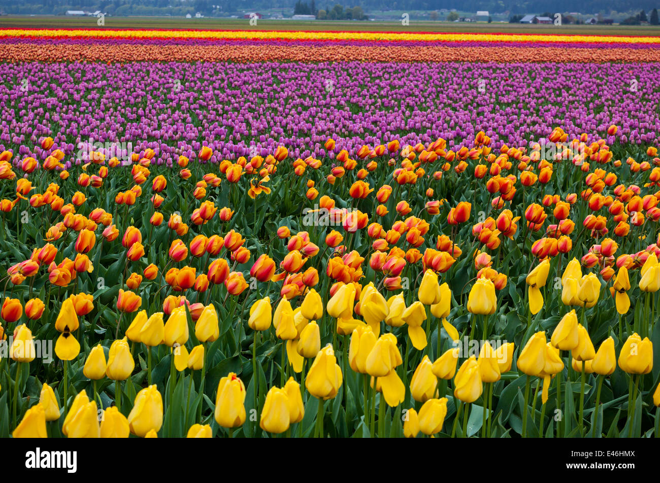Le Comté de Skagit, WA : Rangées de tulipes colorées qui fleurit au printemps. Banque D'Images