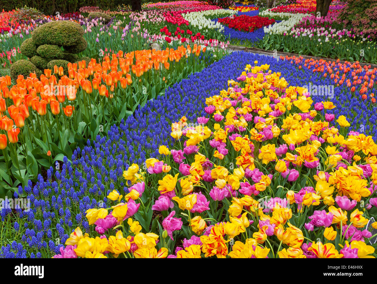 Le Comté de Skagit, WA : assortiment de variétés de plantes à fleurs tulipes et muscaris coloré forme tendances dans les RoozenGaarde jardin. Banque D'Images