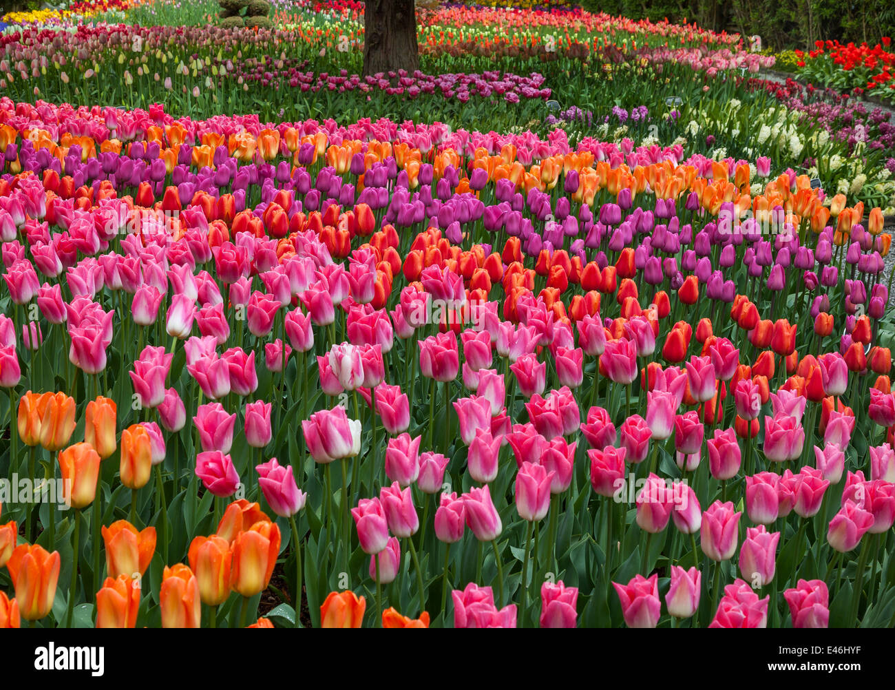 Le Comté de Skagit, WA : assortiment de variétés de tulipes colorées floraison forme dans le jardin RoozenGaarde. Banque D'Images