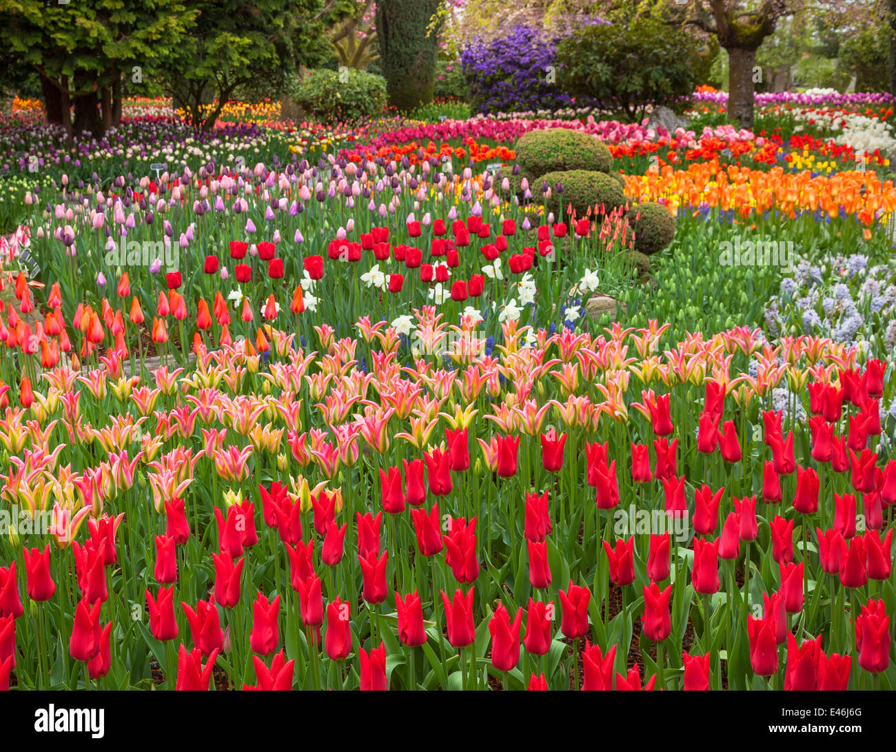 Le Comté de Skagit, WA : assortiment de variétés de tulipes colorées floraison forme dans le jardin RoozenGaarde. Banque D'Images