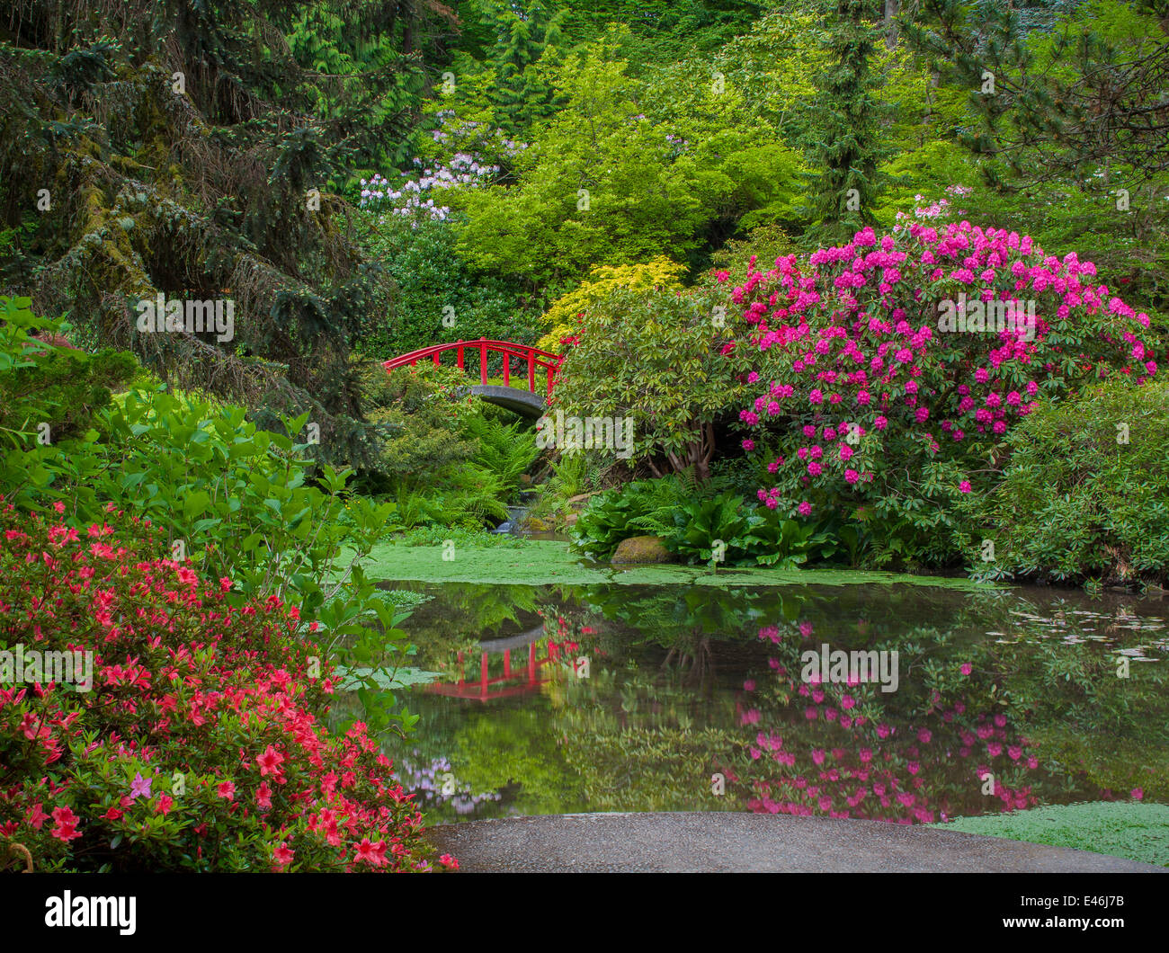 Jardin de Kubota, Seattle, WA : Rhododendrons et azalées fleurir dans un éblouissant de couleurs d'affichage autour du pont de la Lune Banque D'Images