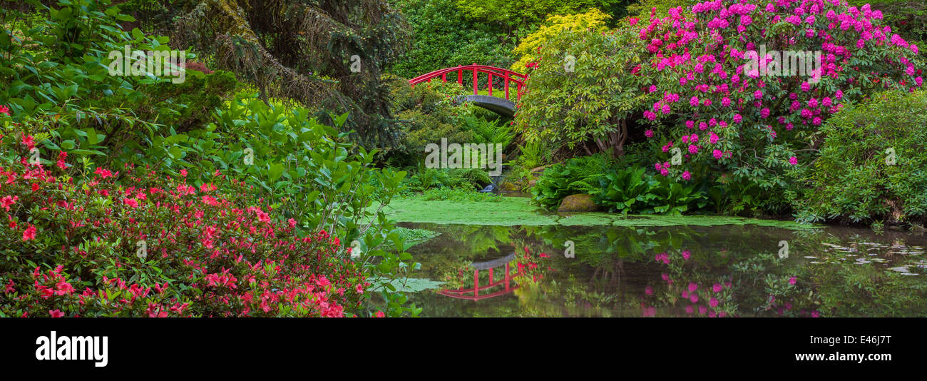 Jardin de Kubota, Seattle, WA : Rhododendrons et azalées fleurir dans un éblouissant de couleurs d'affichage autour du pont de la Lune Banque D'Images