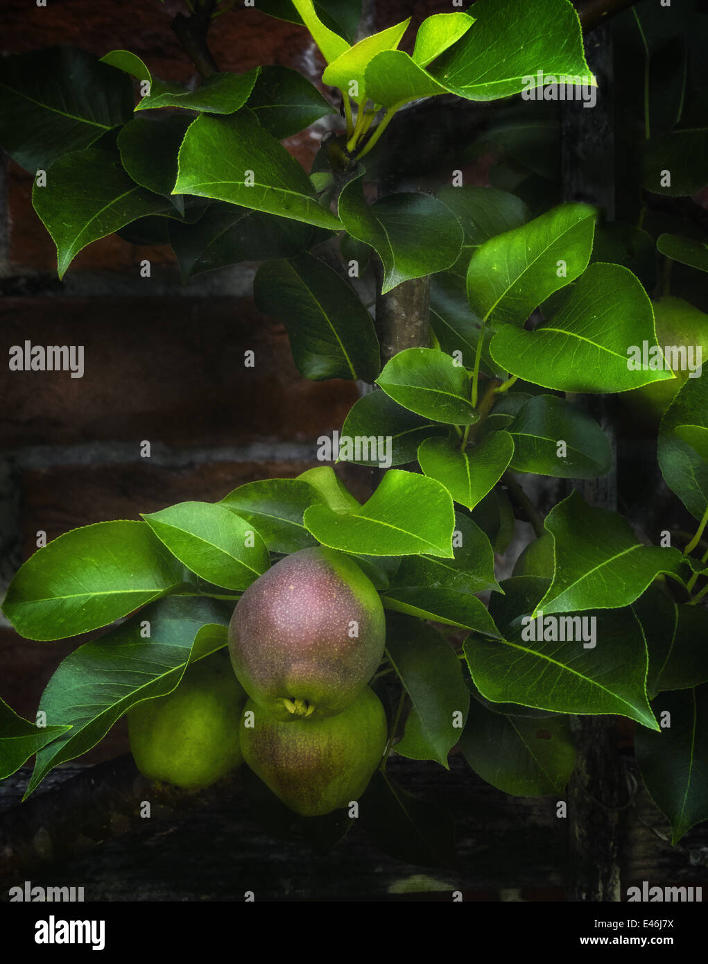 Une image de plus en plus verticale des poires dans le jardin anglais à Tryon Palace à New Bern en Caroline du Nord Banque D'Images